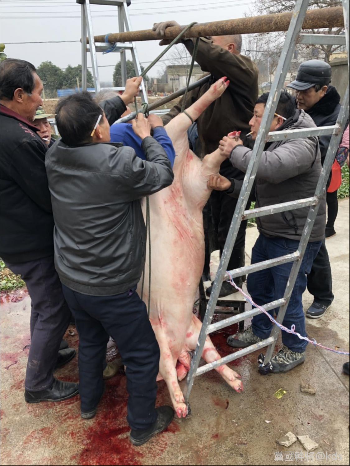 有没有人和我一样去乡下收猪?