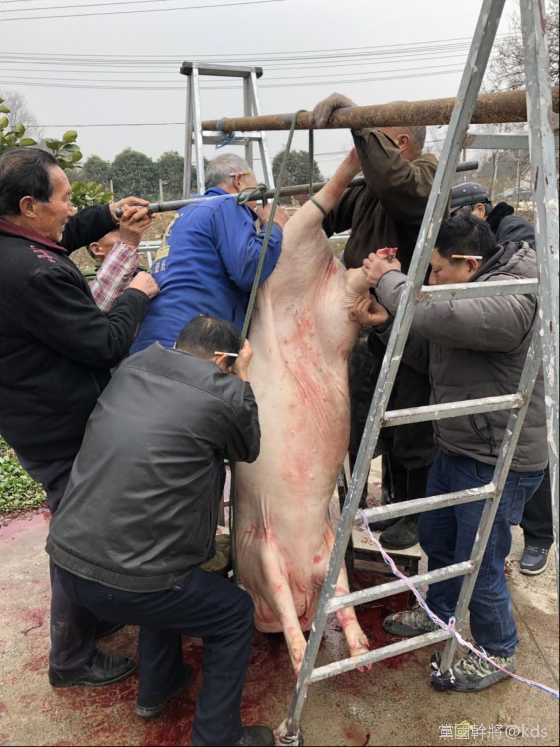 有没有人和我一样去乡下收猪?