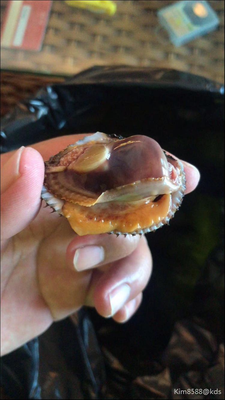 毛蚶有寄生虫吗?