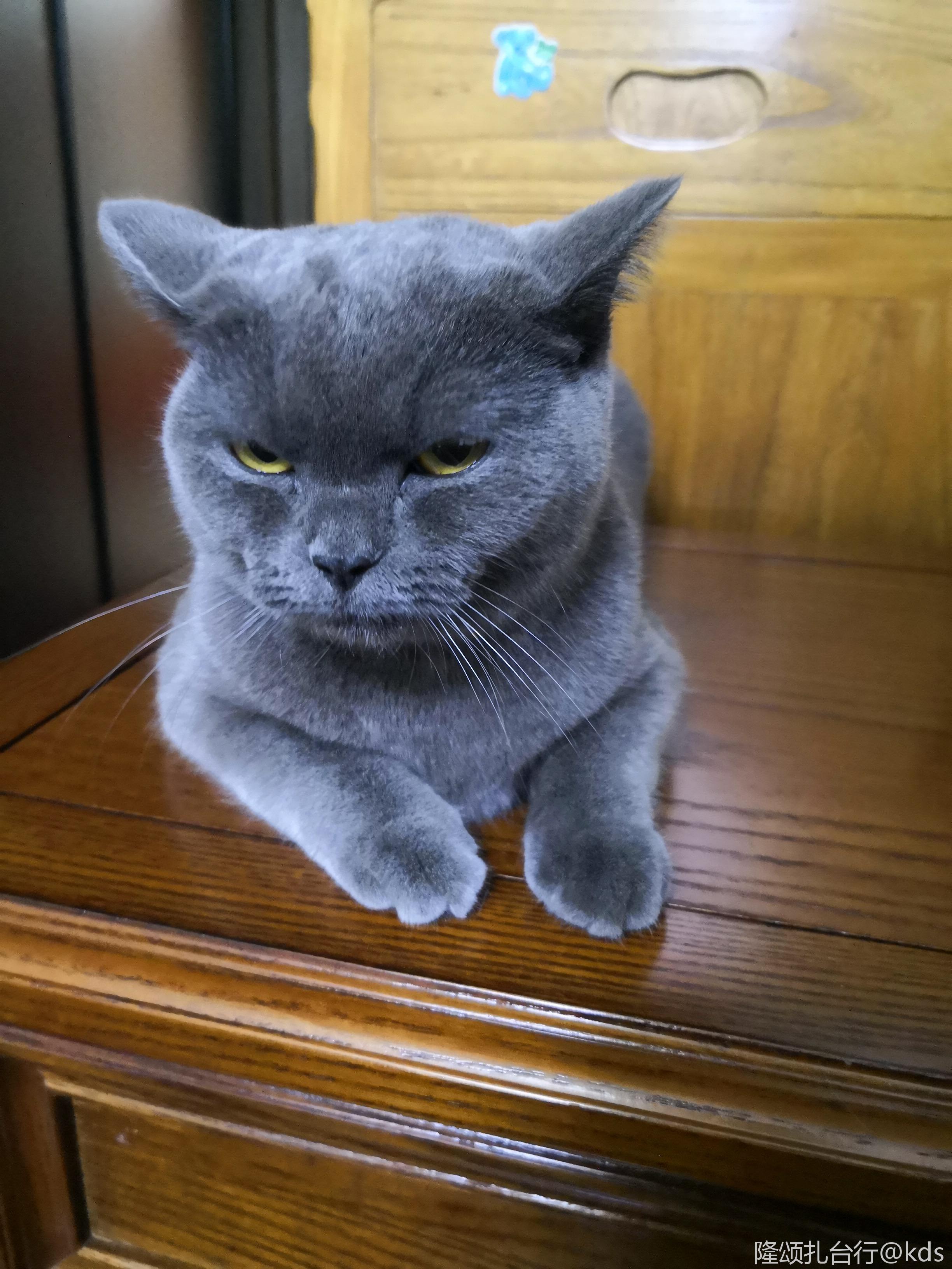 帮我看看这只蓝猫品相如何