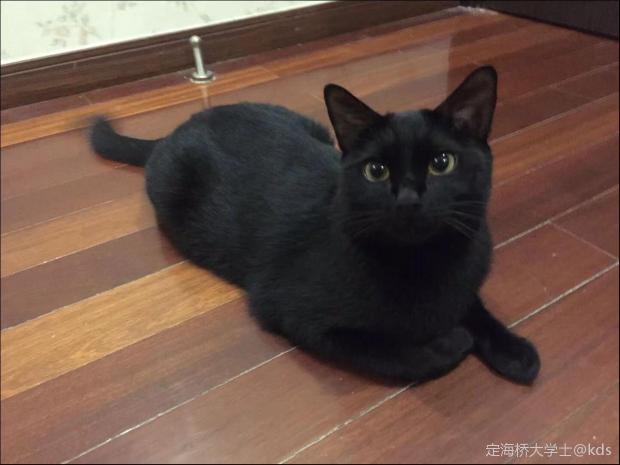 我一直认为,土猫比外国猫好看,是不是我审美问题?-宽带山kds-宽带山社