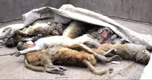 高通华为暂和解:华为每季度向高通支付1.5亿美