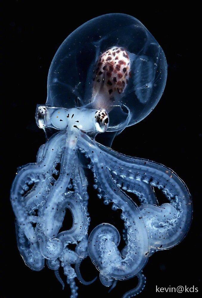 罕见的章鱼通体透明,散发精灵般蓝光
