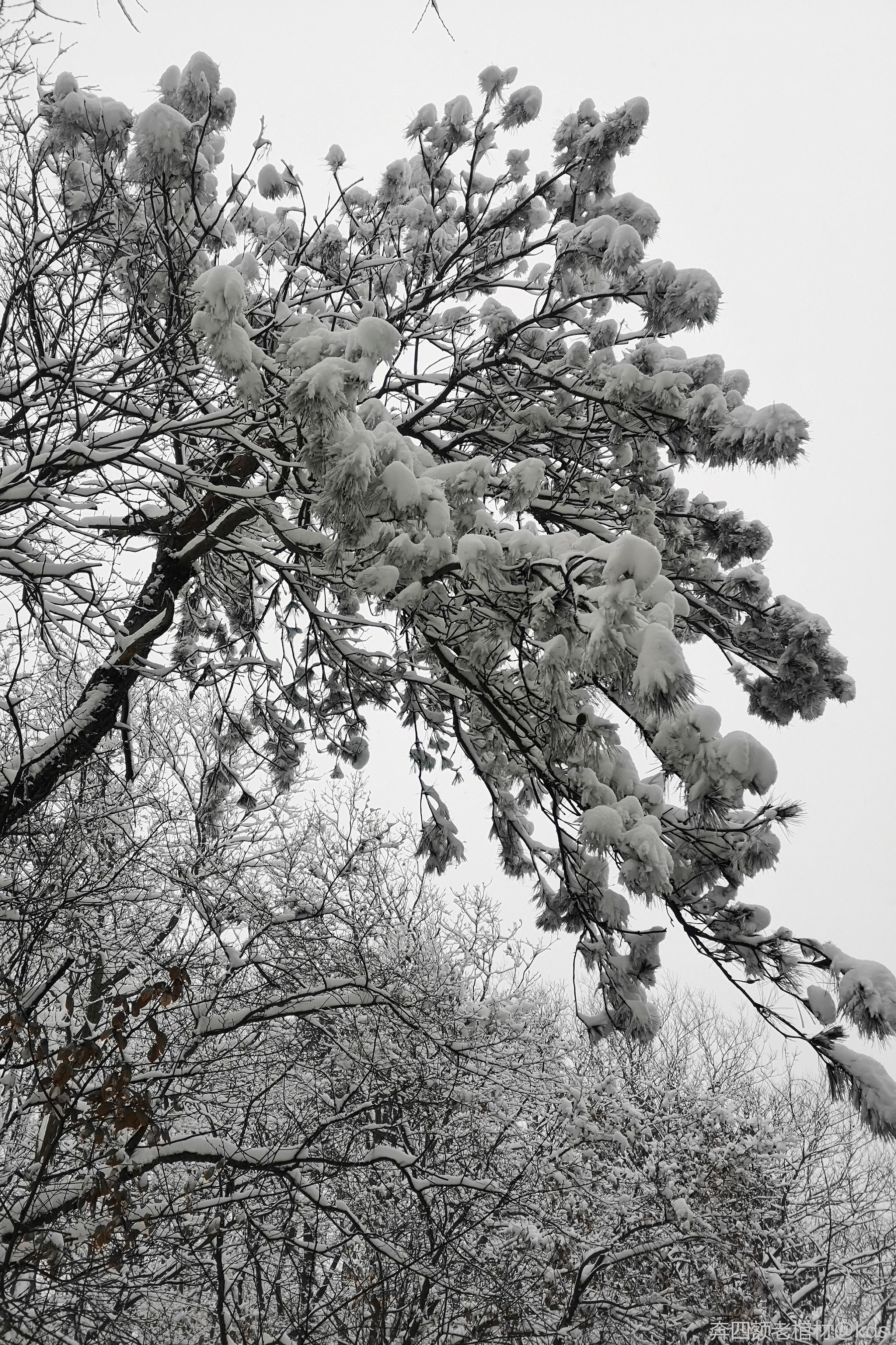 山上树上都是积雪