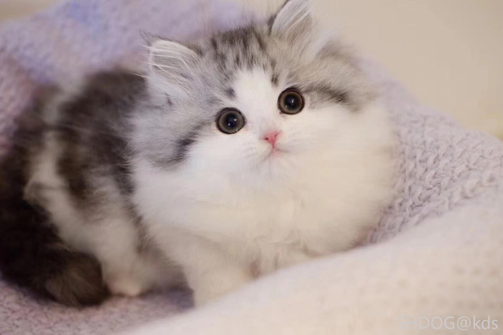 双血统起司高地