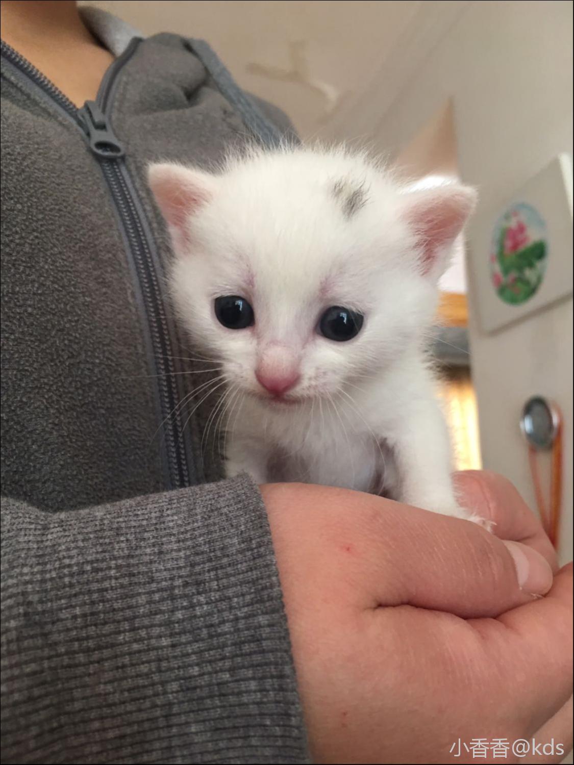 超萌超可爱白色奶猫求收养