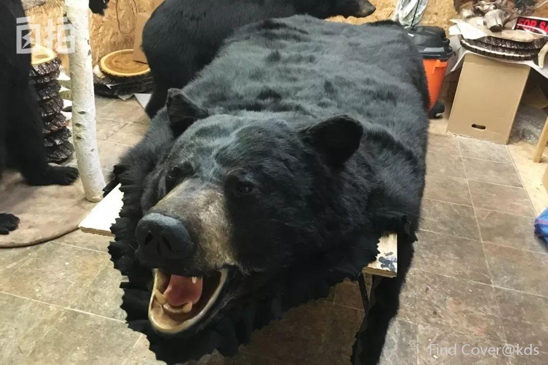 北京投资移民 -> 在加拿大专业猎熊_kds宽带山