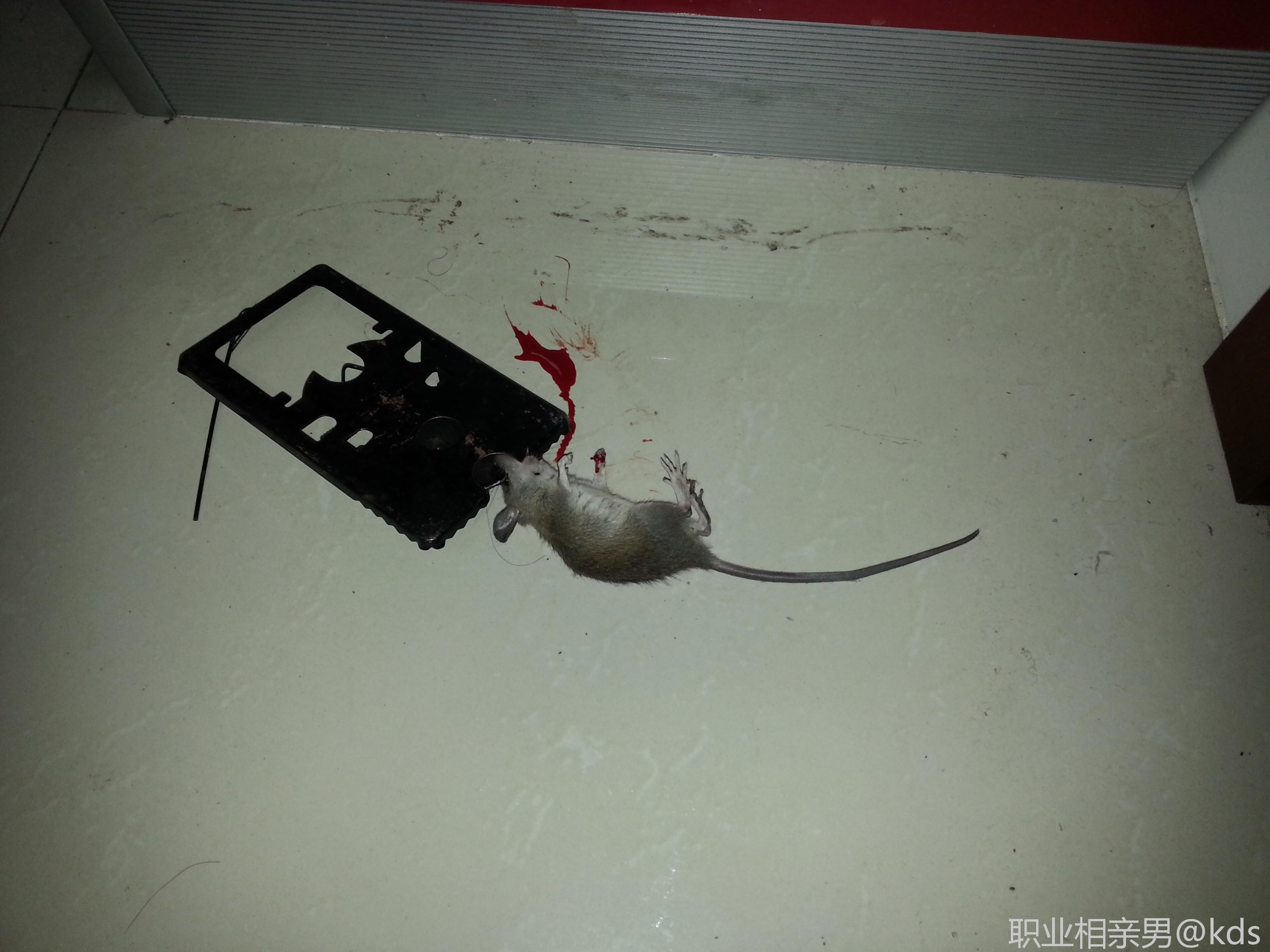 老鼠夹子夹老鼠好舒爽!