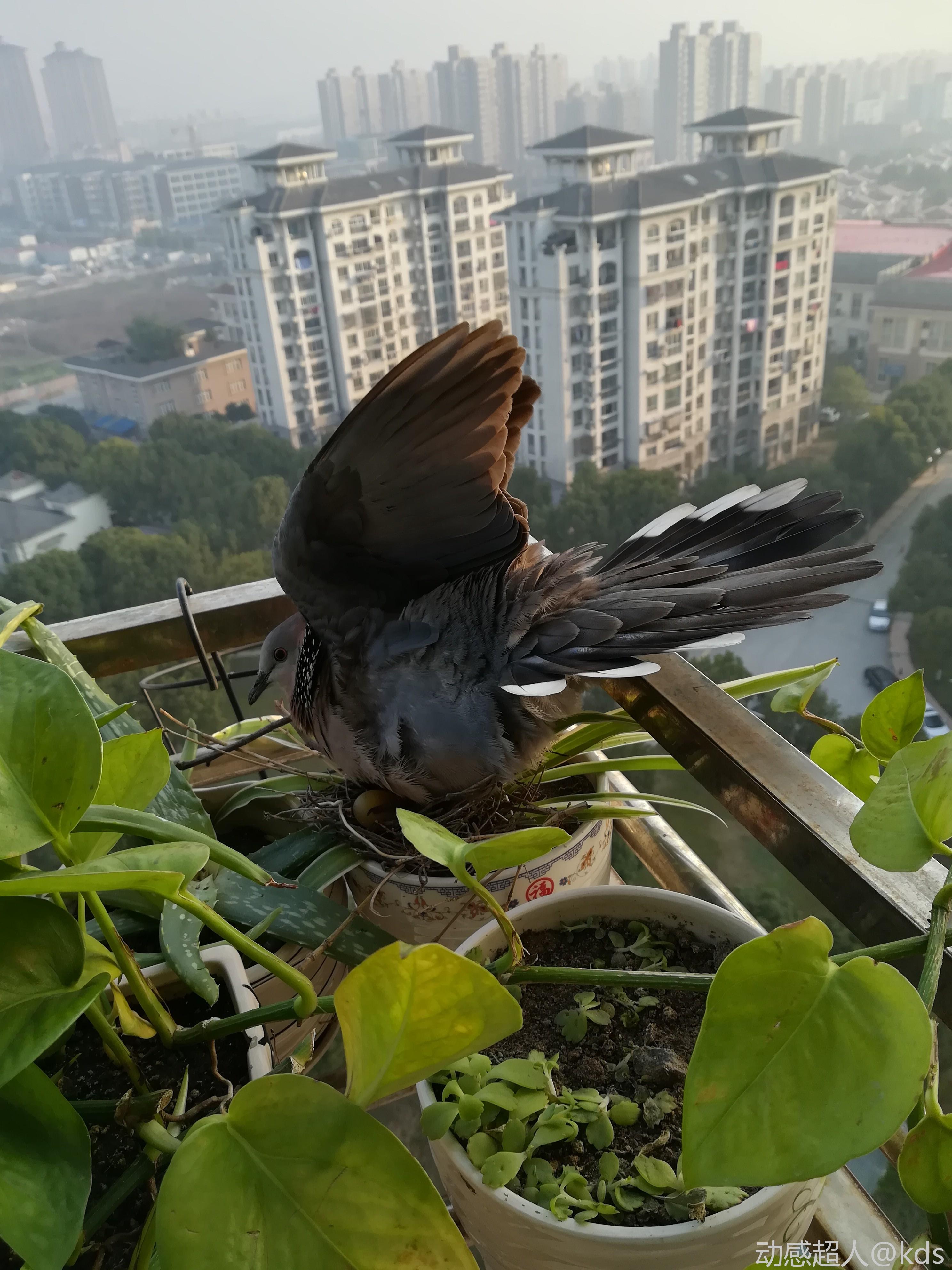今朝,阳台上飞来一支鸟