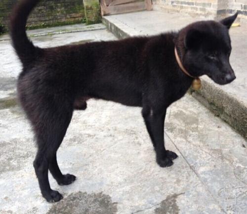 [点击展开]     浦东铁塔 [me_city] 7楼 我其实偏爱黑犬 黑色土狗