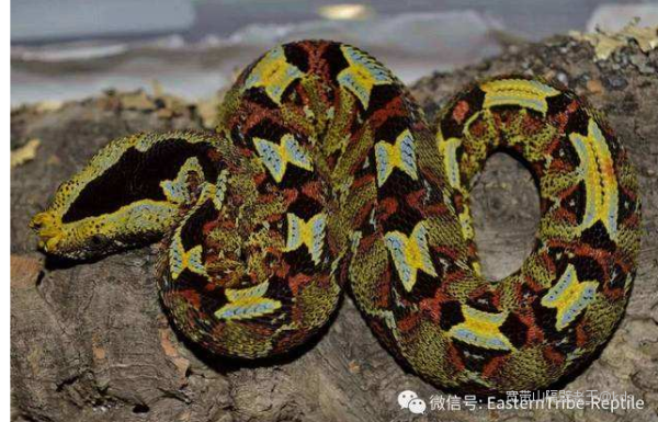 犀咝蝰蛇,只是楼主发的那条,头部花纹有点sao,像奥特曼里面地底星人