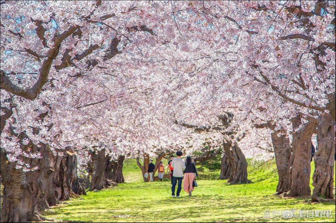 日本樱花为什么看起来那么美