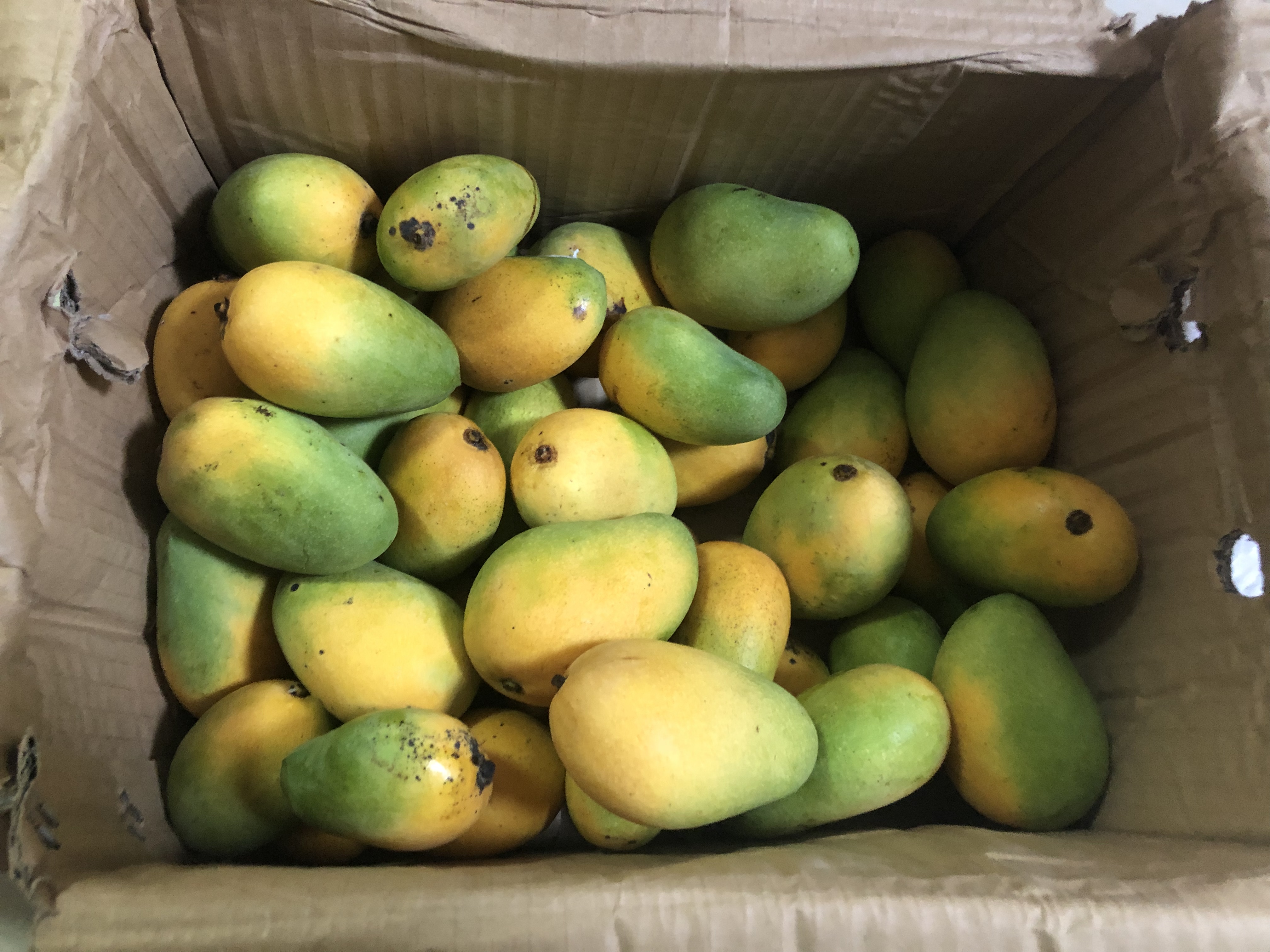 一箱芒果30元,快吃不起了