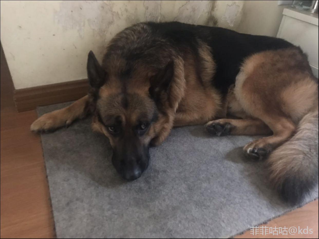 赠送狼狗一条,因为小区不许养,要求一定要保住狗的命.