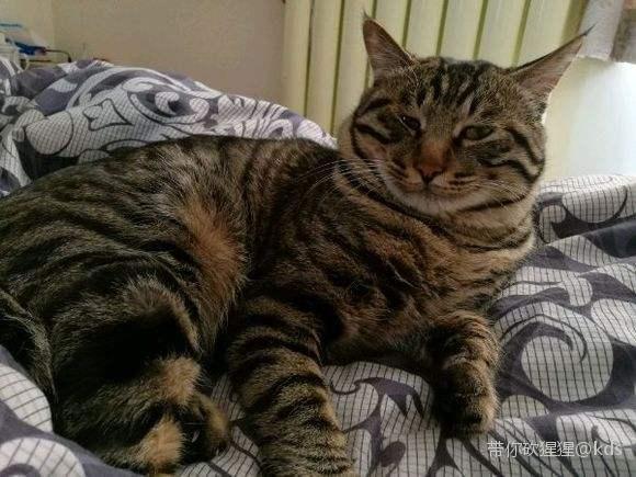 这种就是土猫,而且还是标准的中华田园狸花猫