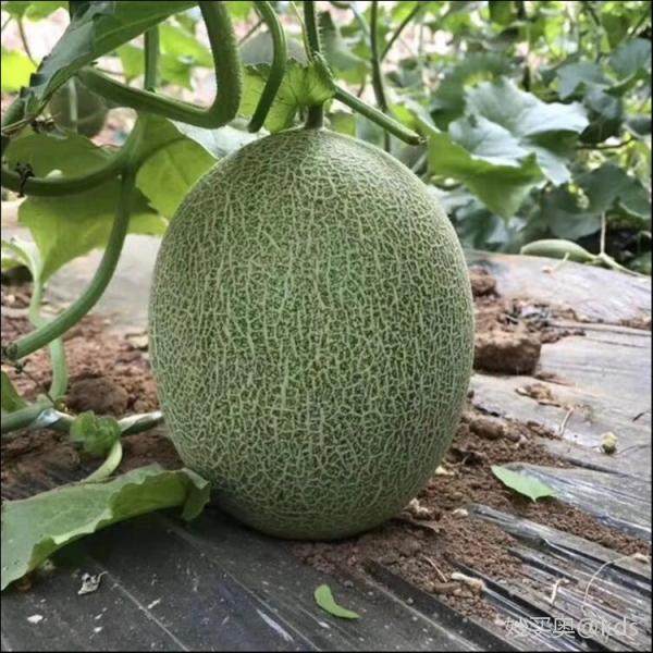 新品【缅甸西州蜜瓜】