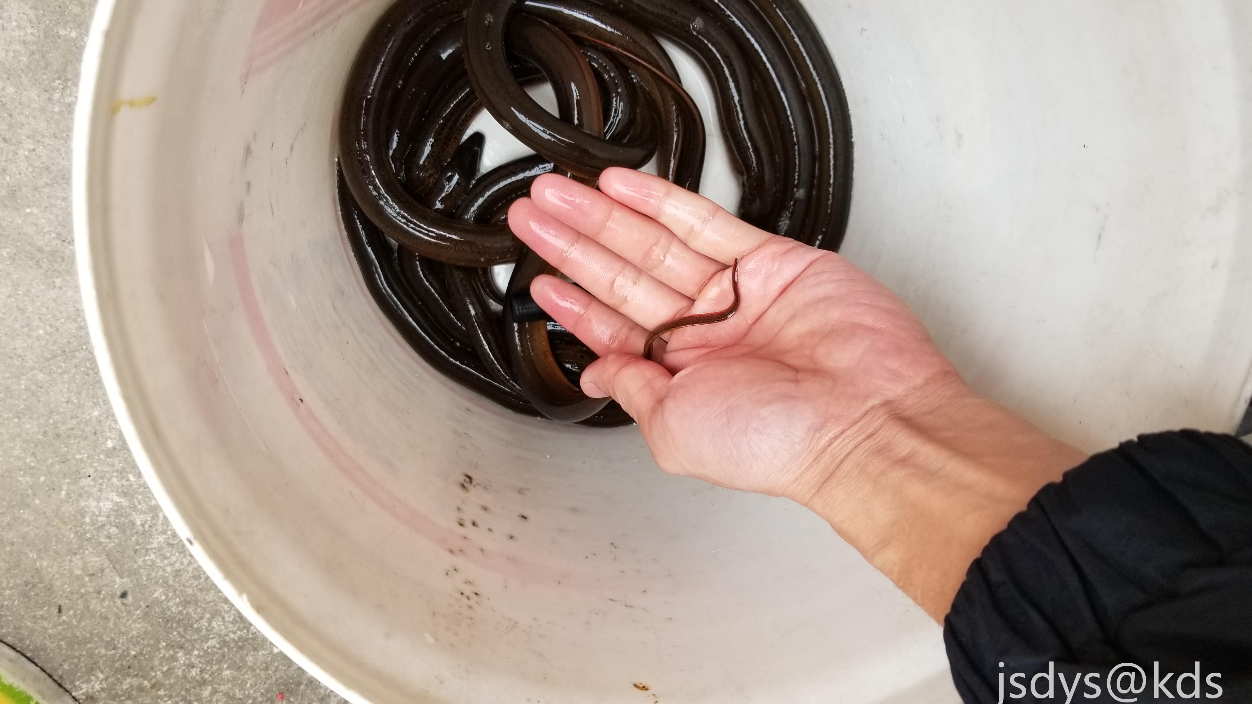 地笼捕获野生黄鳝 有没有人要的