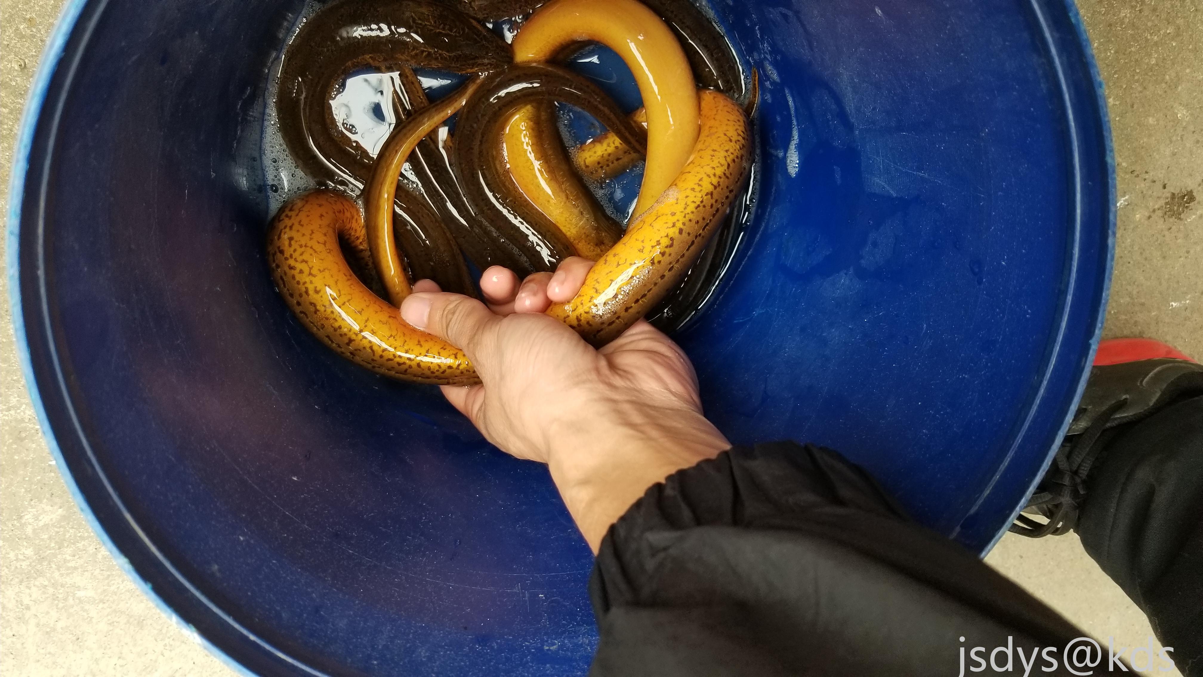 地笼捕获野生黄鳝 有没有人要的