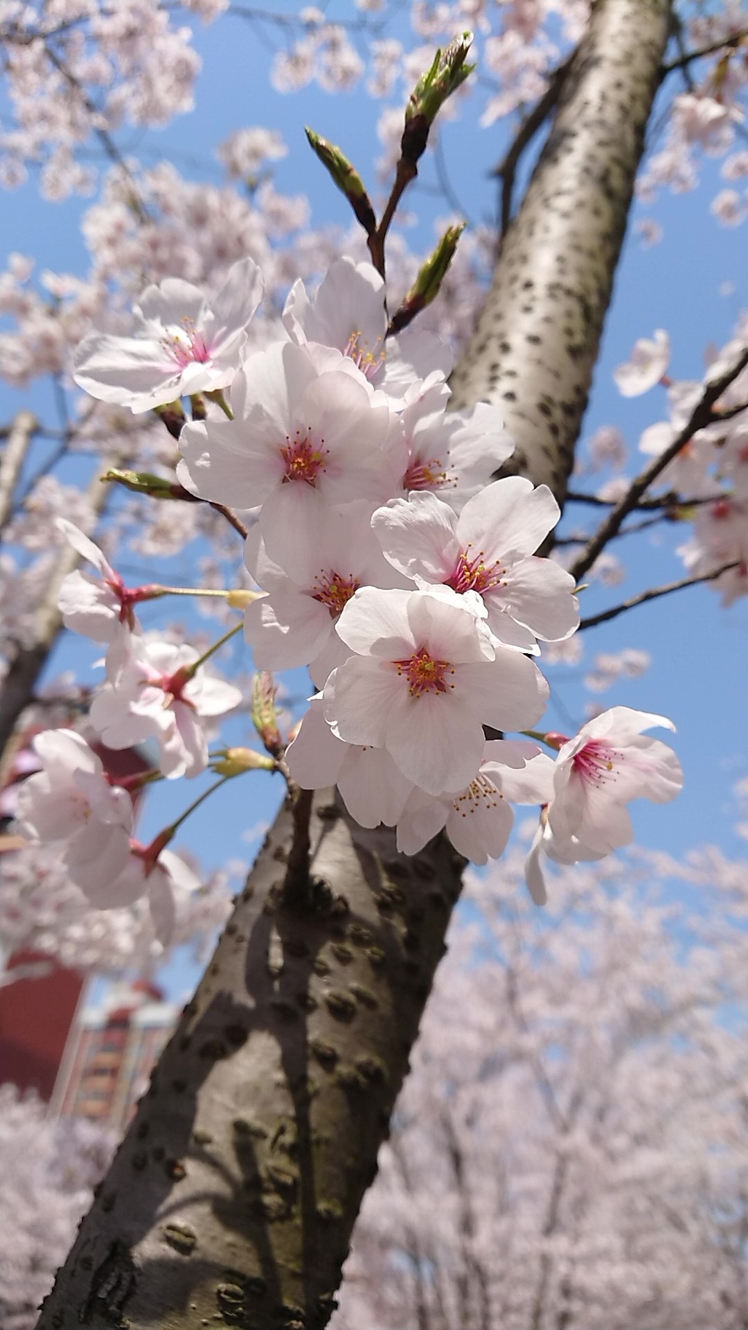 最美還是陰花.哦不.是櫻花