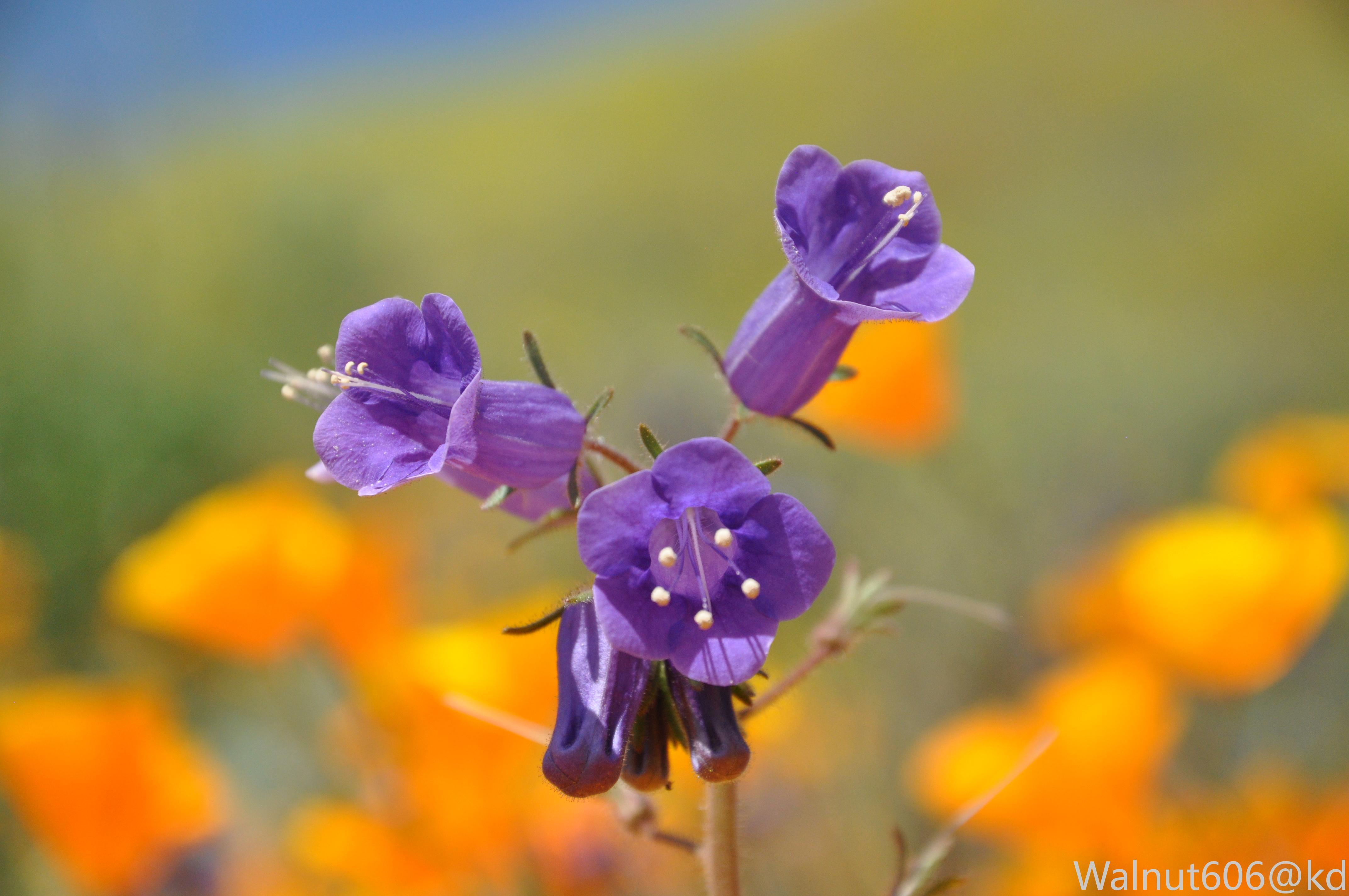 加州州花罂～粟～花