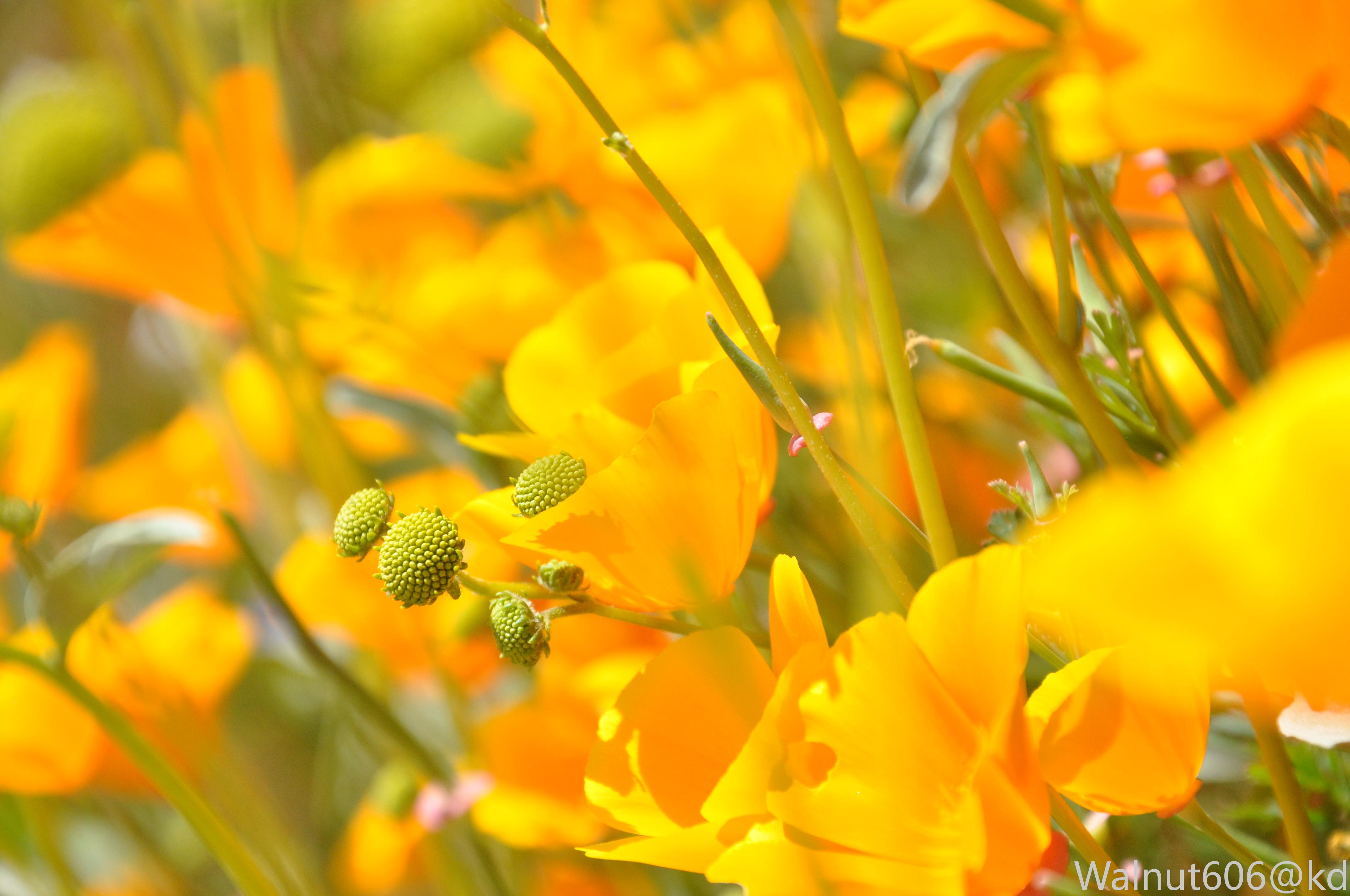 加州州花罂～粟～花