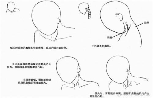 人体颈部绘画技术教程