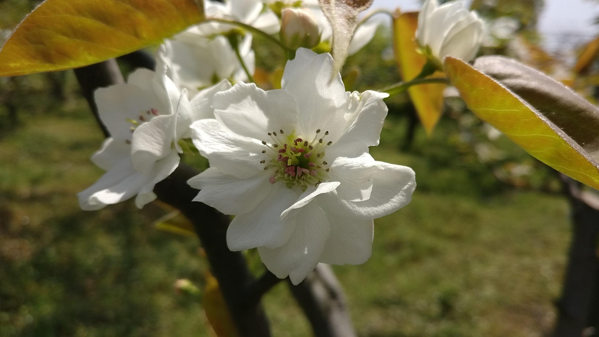千树万树梨花开