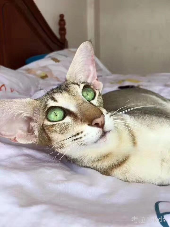 最近养猫界又流行德文卷毛猫了!