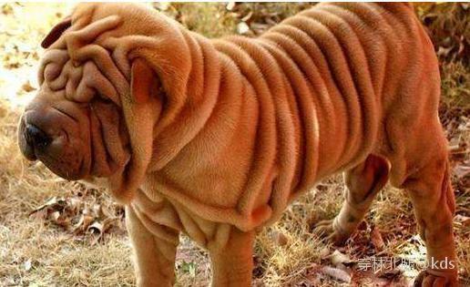 穿林北腿 [sj19850117] 7楼 [回复] 好好叫~一额是种气,一额是毛病