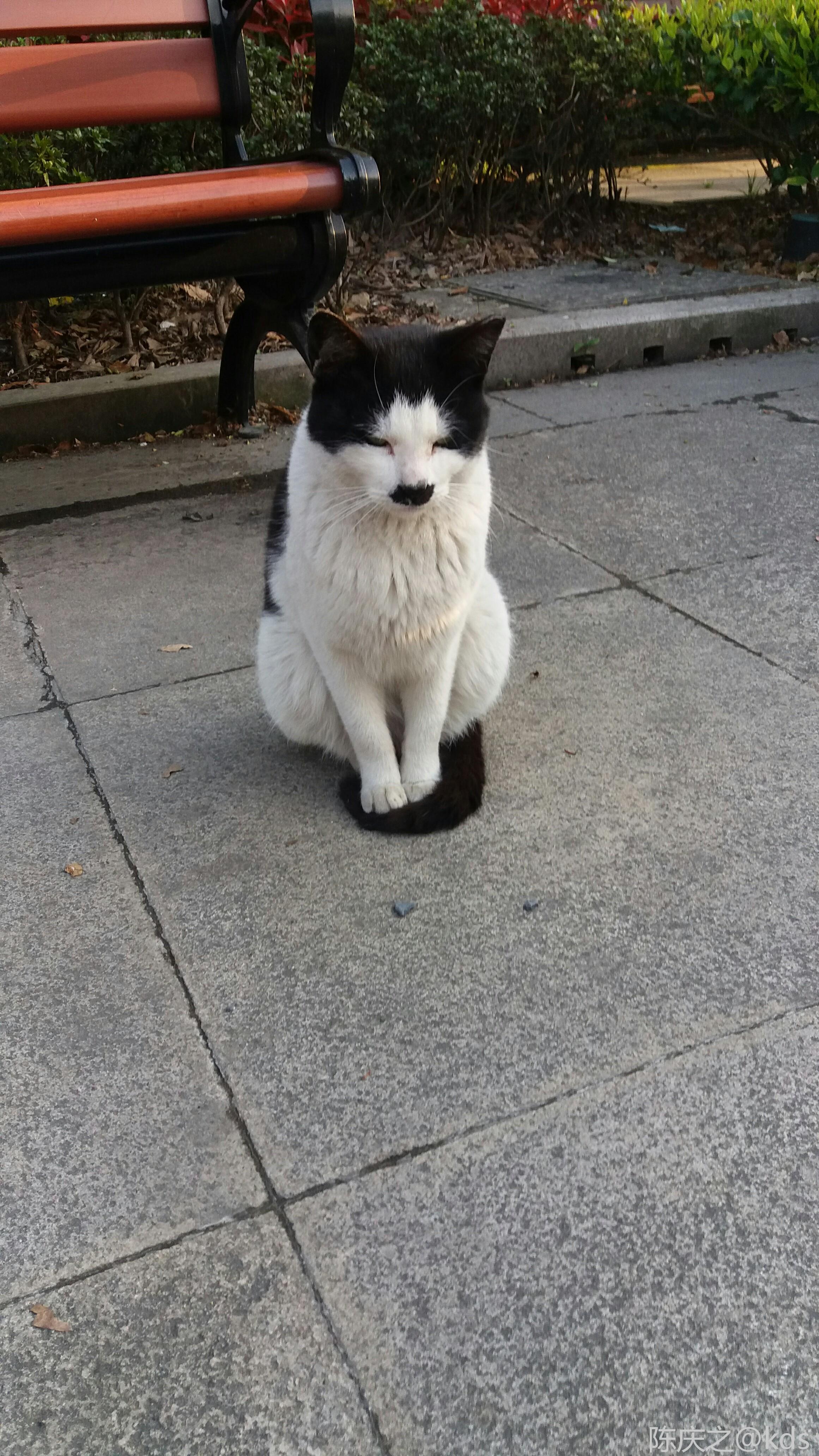 今朝拍到了元首猫