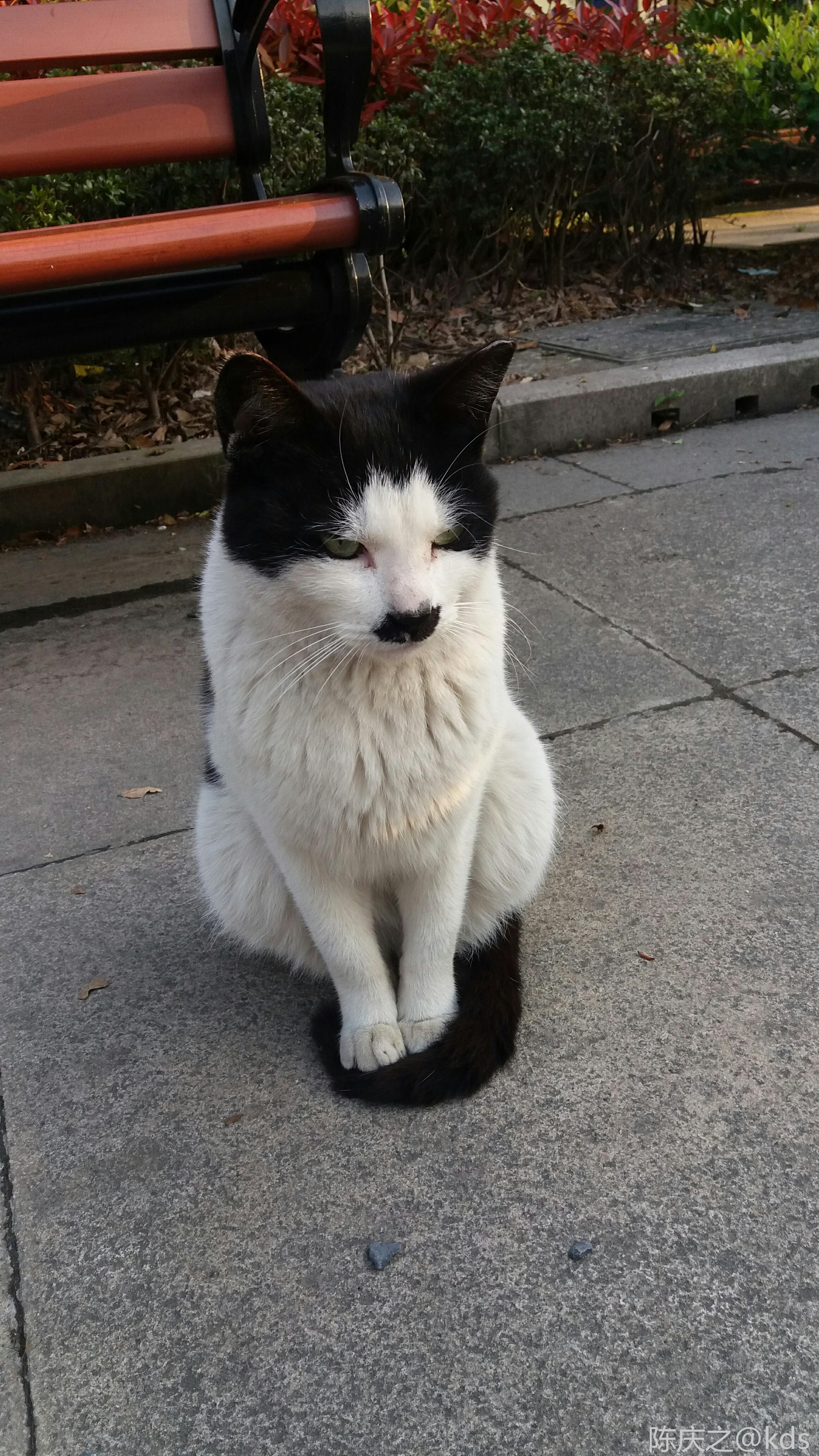 今朝拍到了元首猫