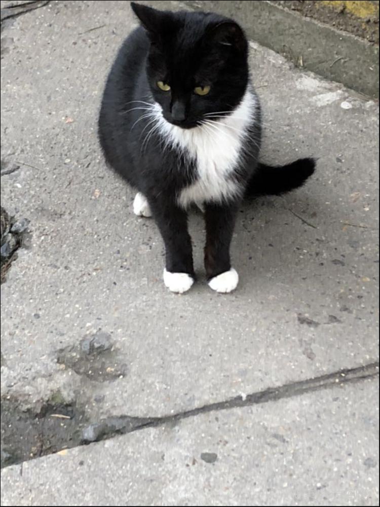 今朝拍到了元首猫