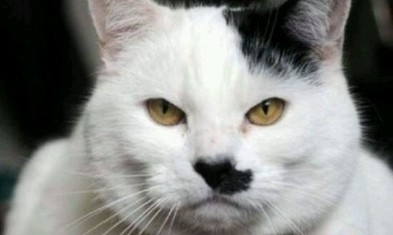 今朝拍到了元首猫