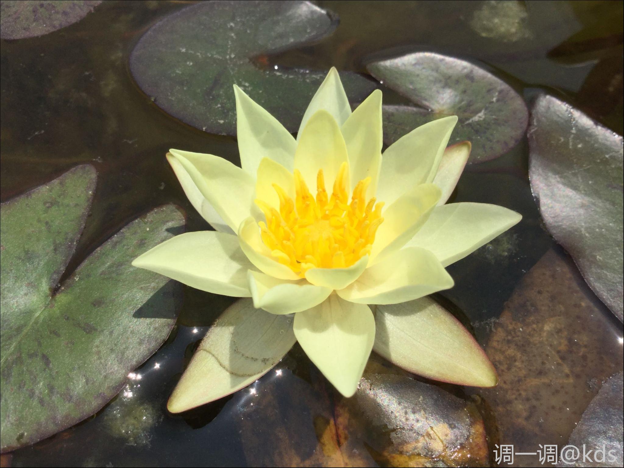 睡莲品种:海尔芙拉