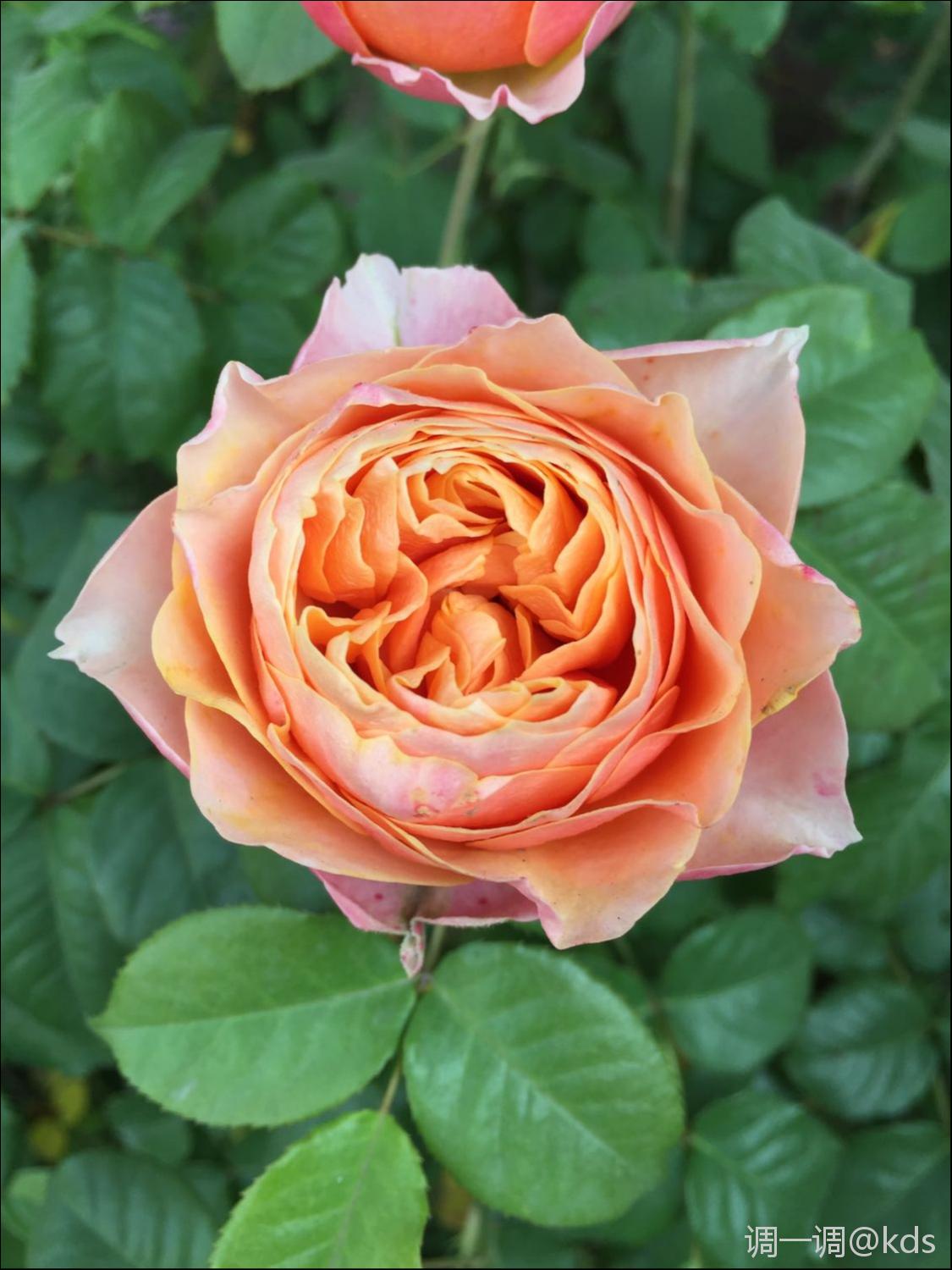 月季品种:温柔珊瑚心
