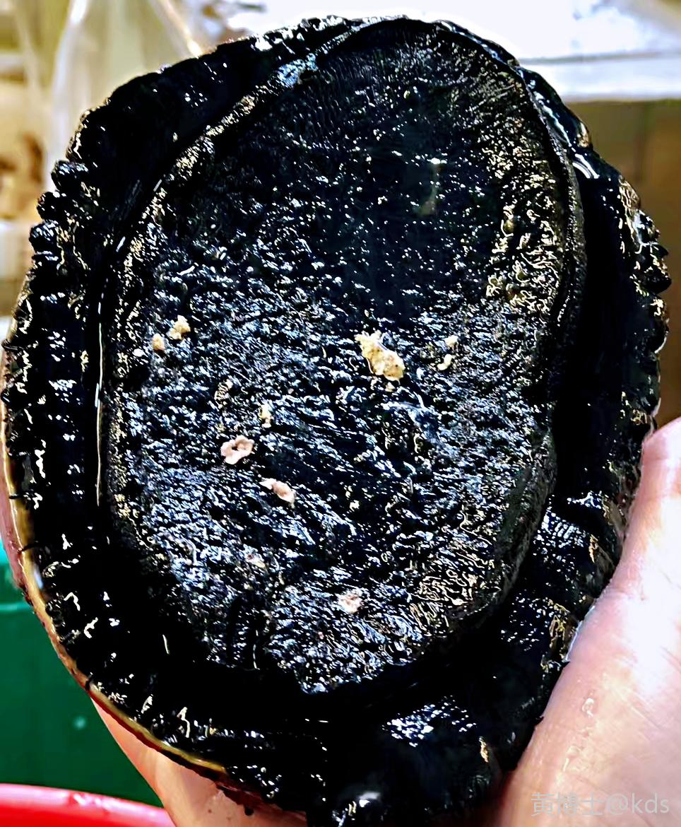 好一头金丝边黑鲍鱼!