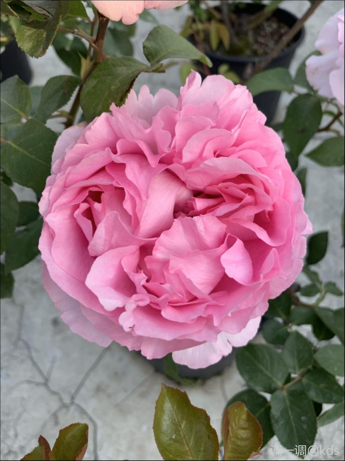 月季品种:伊芙四度芳香