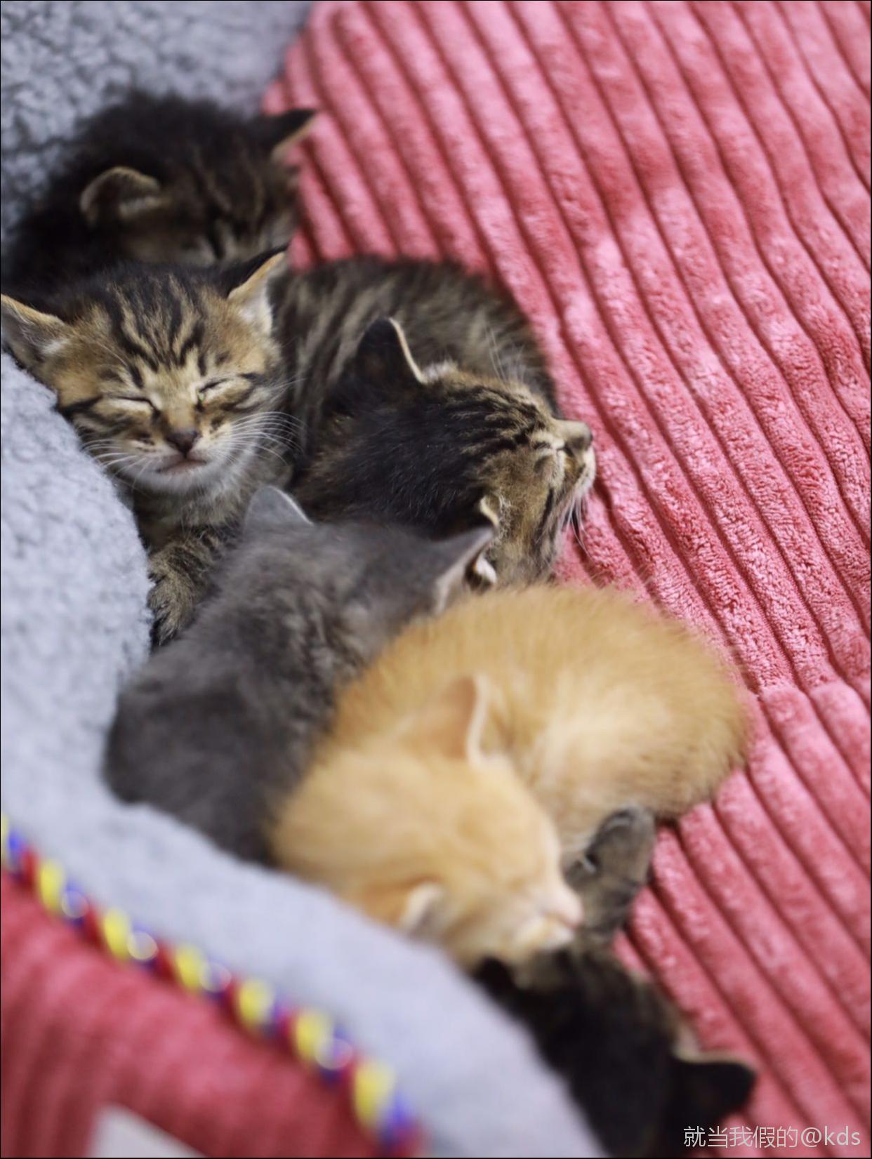 流浪猫一家的五只小奶猫求有缘人收养