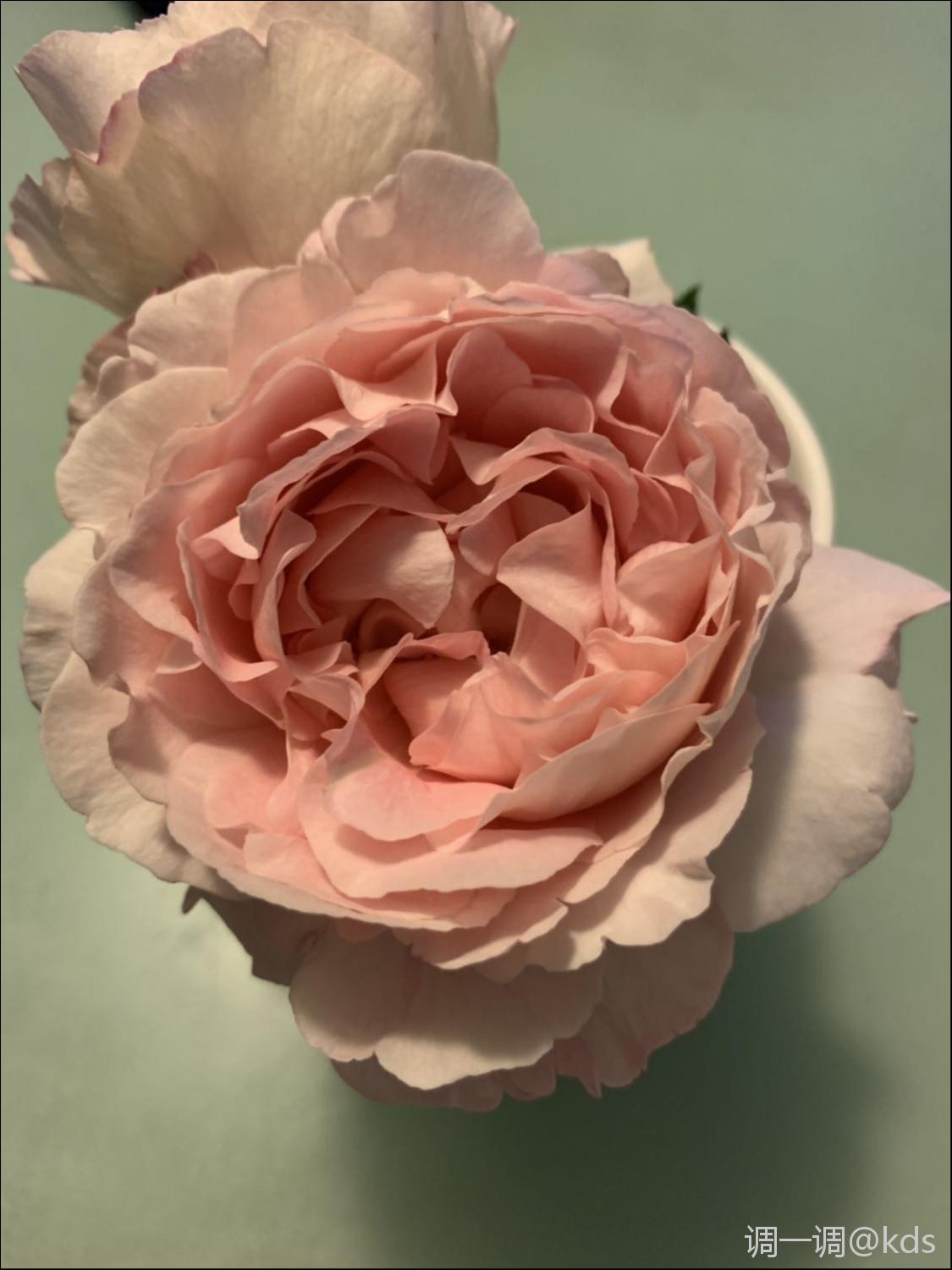 月季品种:伊芙雪吻