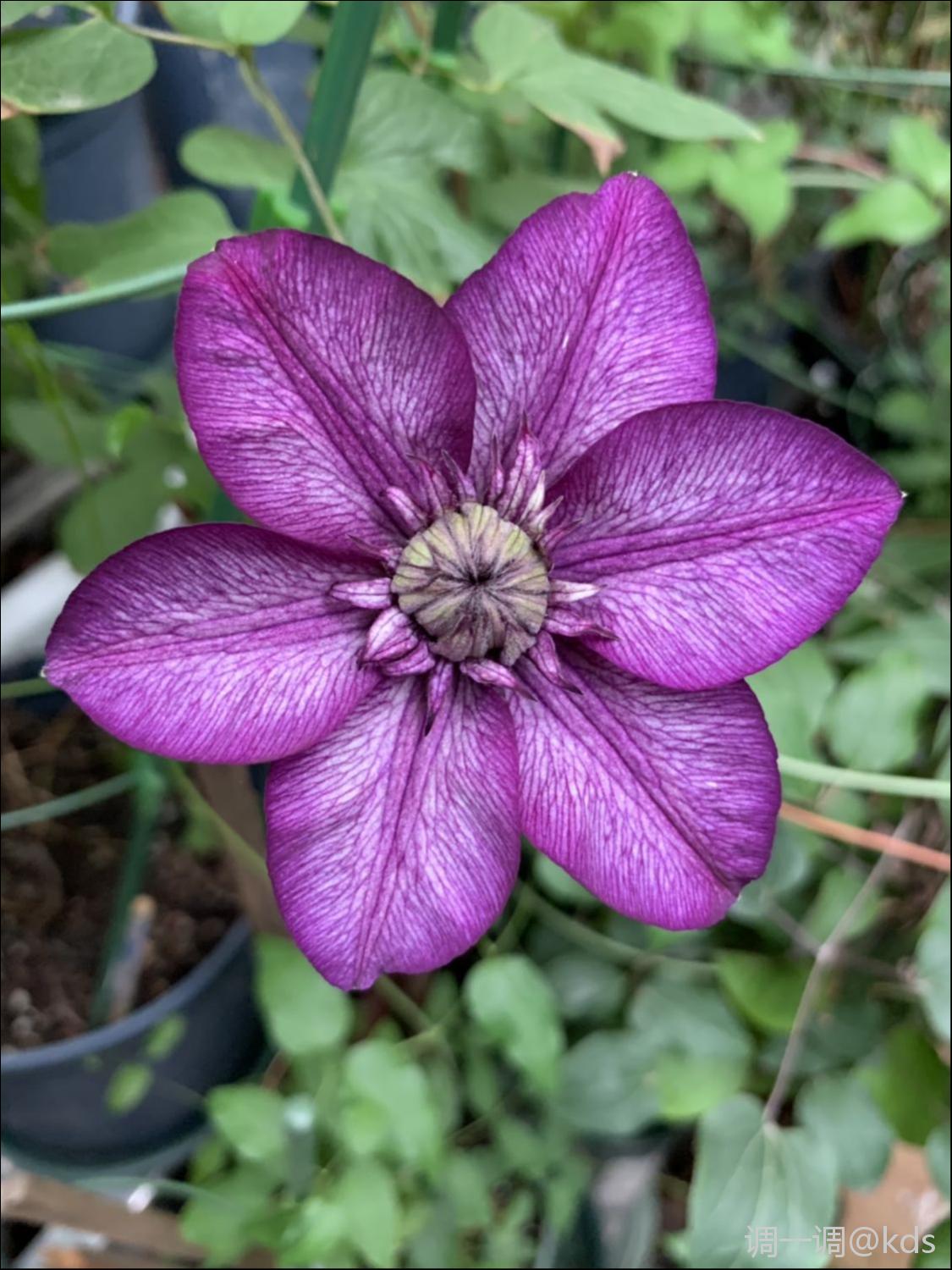 铁线莲品种:卡西斯