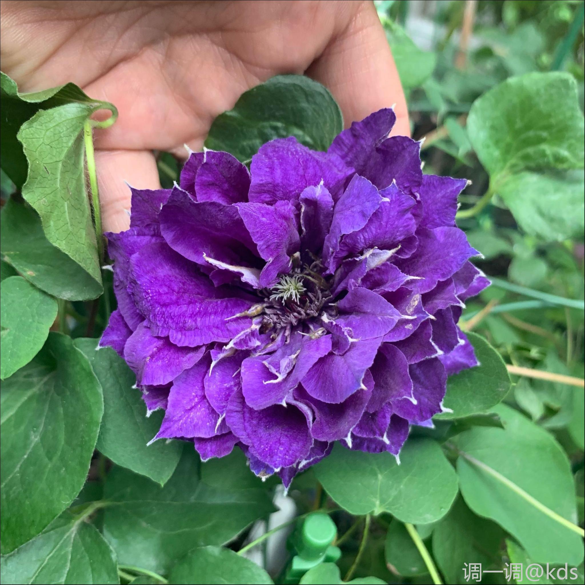 铁线莲品种:新紫玉