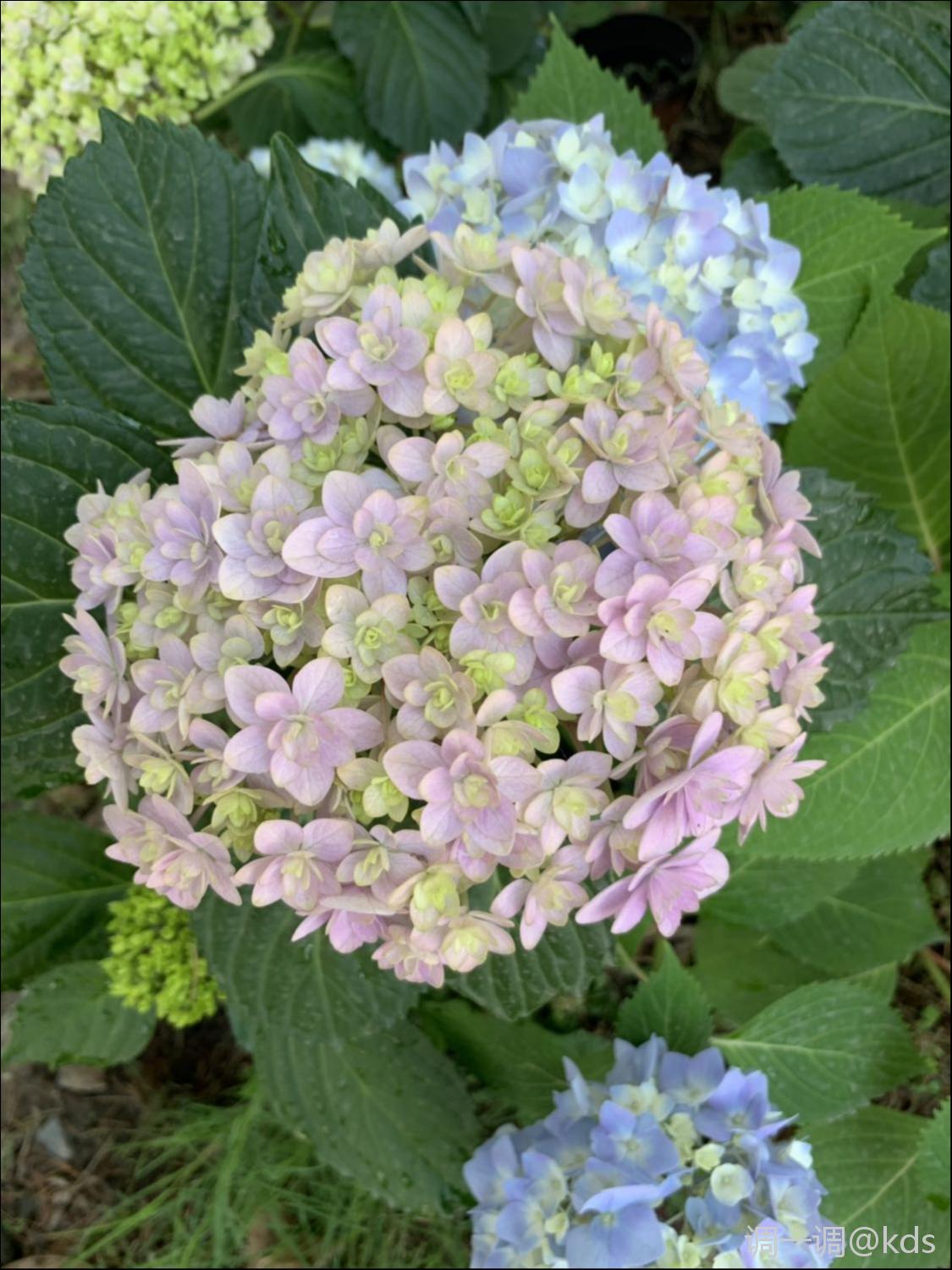 繡球品種:花手鞠