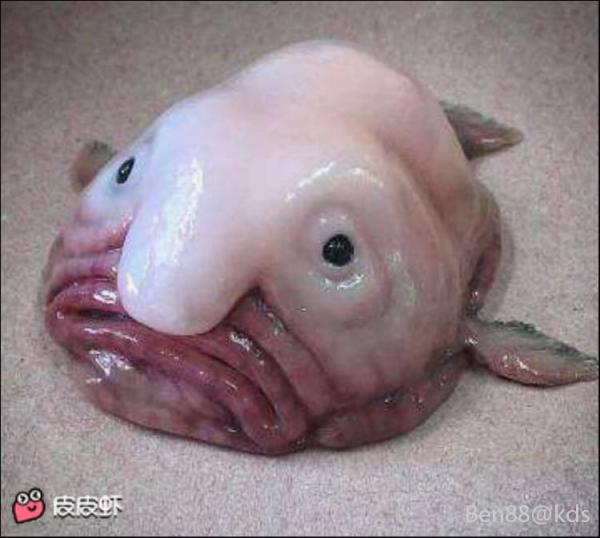 不是这张死鱼脸吗