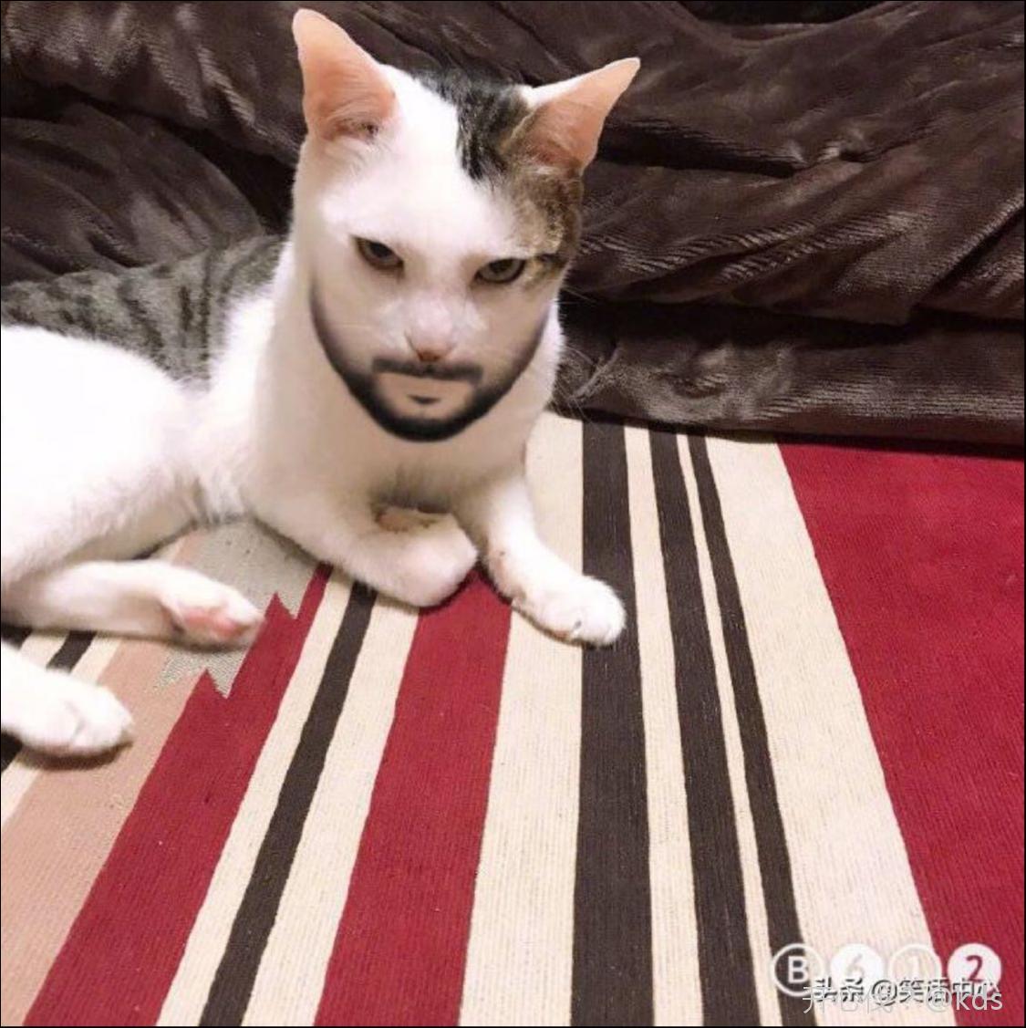 猫咪化妆后卖相如何?