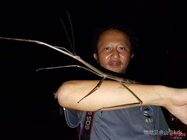 最大竹节虫图片