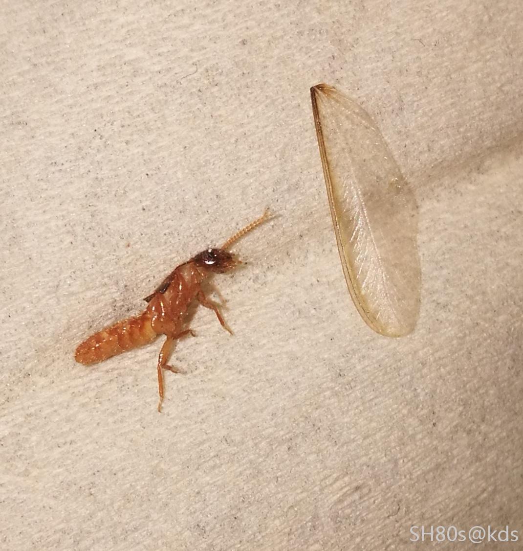 这种白蚂蚁什么品种?