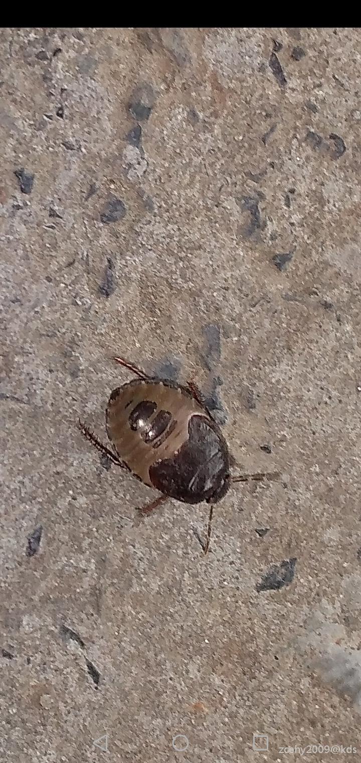 花园地上爬的这是什么虫?