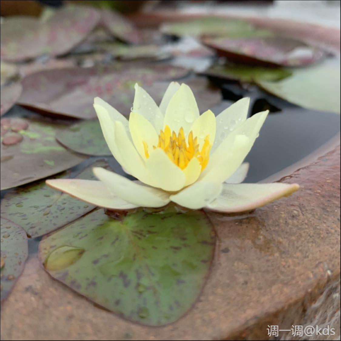 微型睡莲品种:海尔芙拉