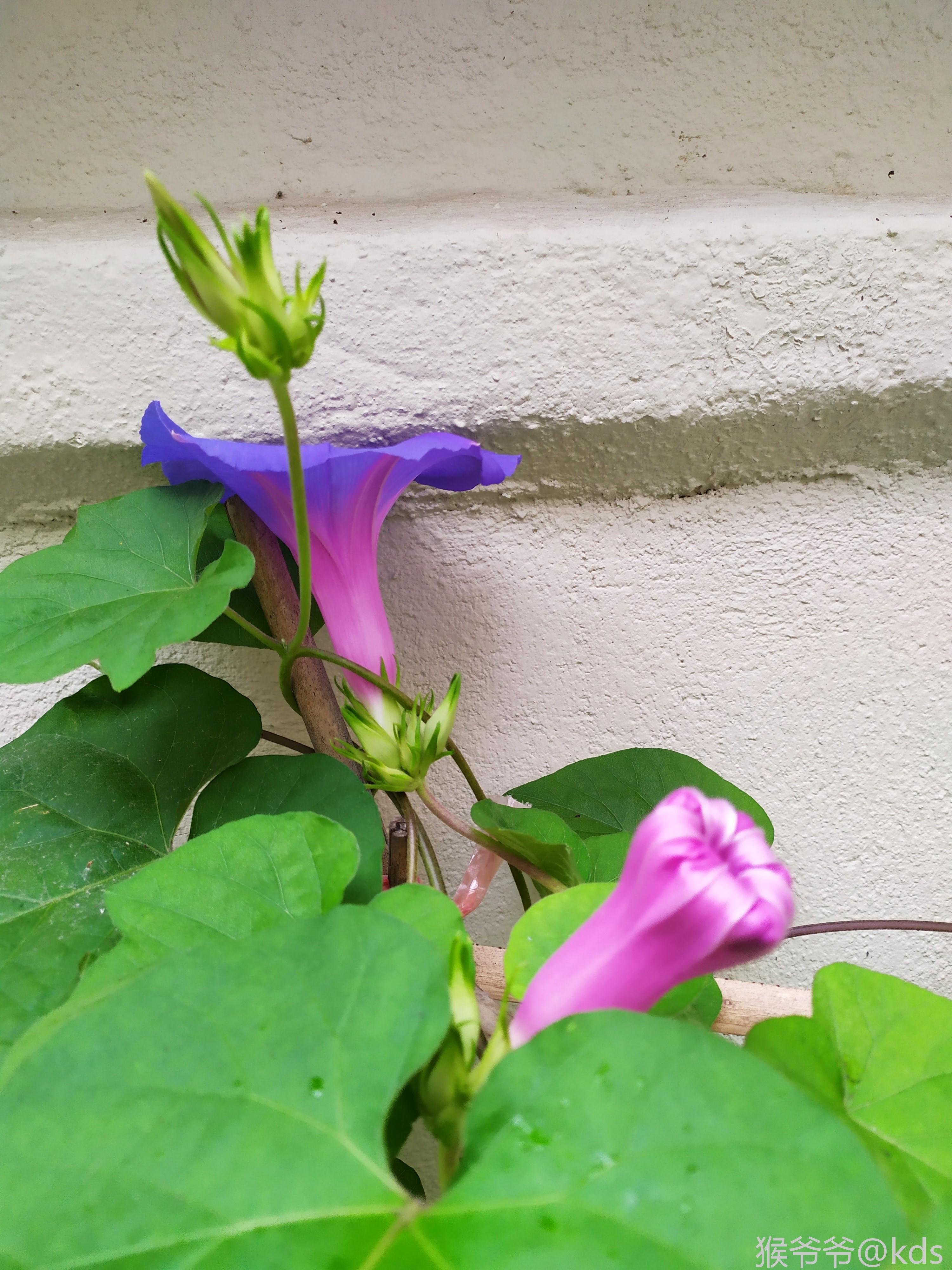 我家里牵牛花开啦