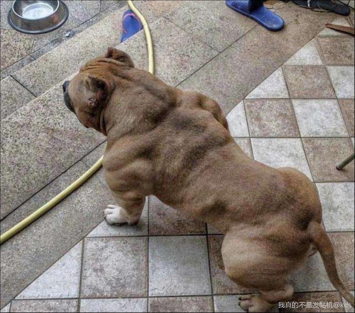 一般正常女生不喜欢大肌肉,为什么很多人喜欢练大肌肉